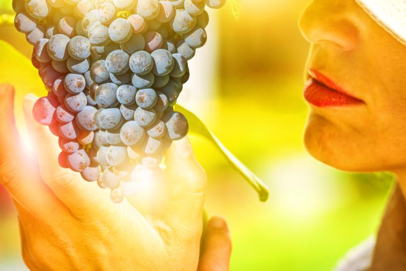Strugurii negri – sursă de resveratrol pentru protejarea creierului